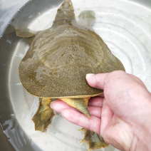生态老鳖
