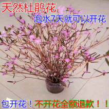 新品泡水开花真花兴安映山红干树枝杜鹃花映山红培植物干花带