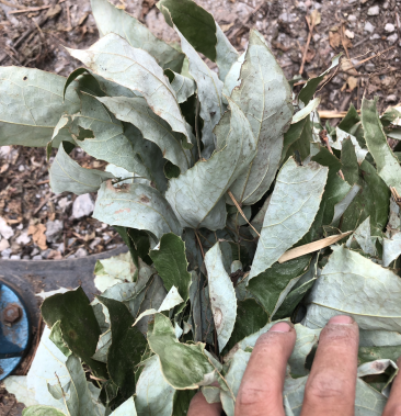 野生淫羊藿壮阳草铁打怵羊角叶