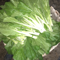 大棚种的白菜苔特别好看，无虫洞