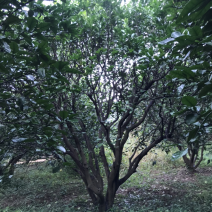 香泡树（柚子树）