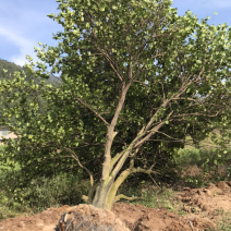 香泡树（柚子树）
