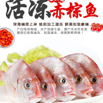 冻赤棕鱼，红立鱼，红雕鱼来自大海的美味
