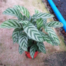 110翠叶竹芋