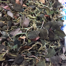 野生金线莲，金丝草