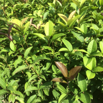 四季桂桂花苗，苗子粗壮，根系发达。