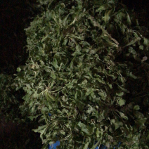 荠菜