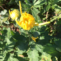 花卉