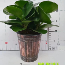 木纹懒人盆碧玉