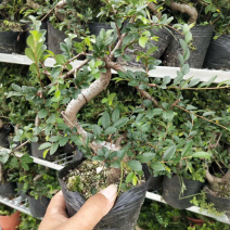 造型榆树