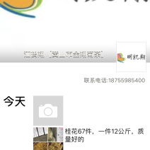 金丝皇菊