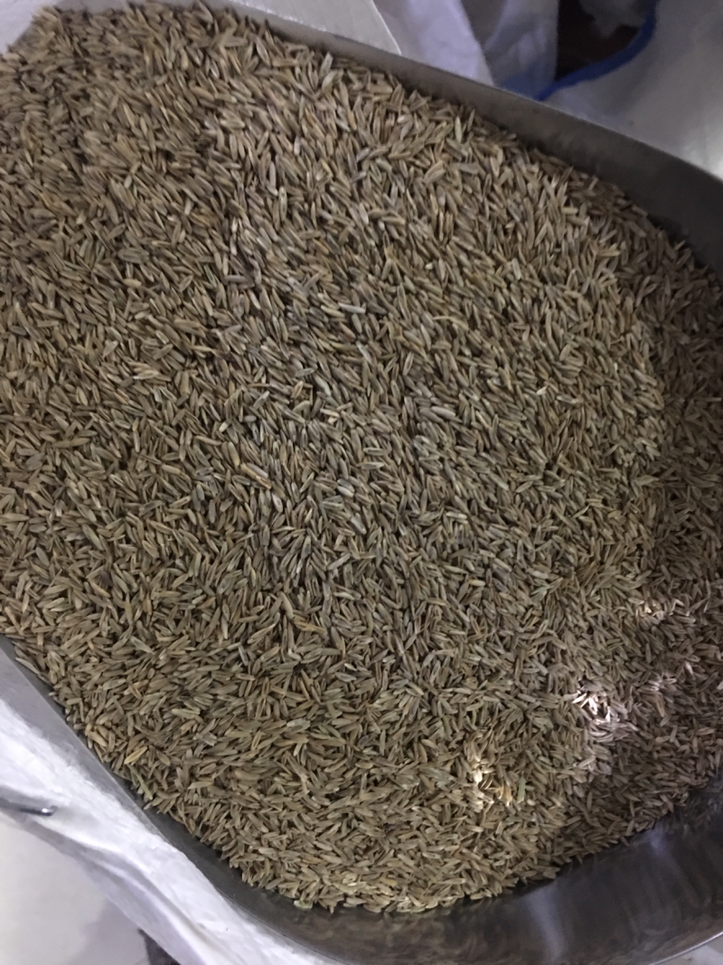 黑麦草种子多年生