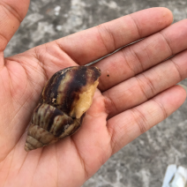 白玉蜗牛
