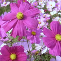 波斯菊