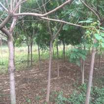 各种规格栾树
