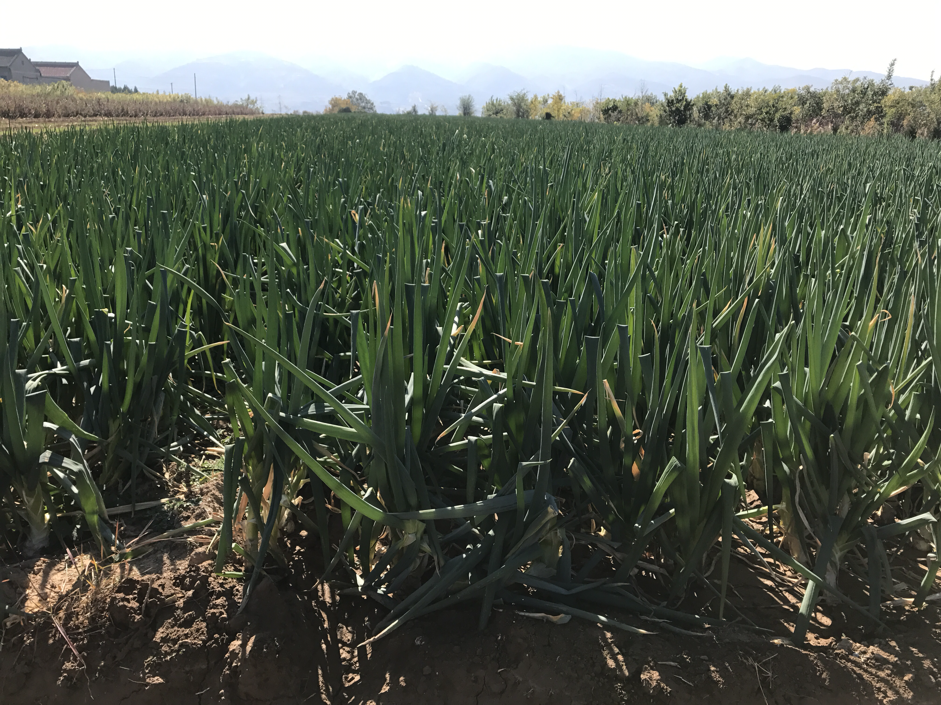 鸡腿大葱田间生长实景