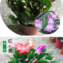 杜鹃，茶花，蟹爪兰，常春藤，君子兰等基地直销。