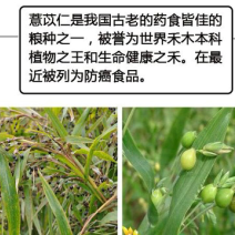 薏仁米粒