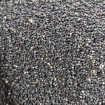 菜仔油加工现货批量订货
