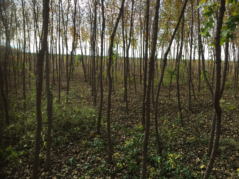 一棵成熟的五角枫独立生长在草坪上,树干笔直,树冠呈伞形展开,叶片为典型的五裂掌状,秋季呈现橙红色,背景为晴朗天空,展现其作为乔木的典型姿态 五角枫单株乔木形态