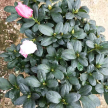 喷砂杜鹃花，一颗双色