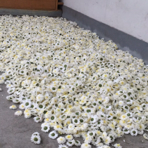 黄山贡菊