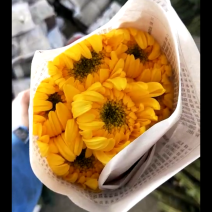 光玉黄菊、花漂亮