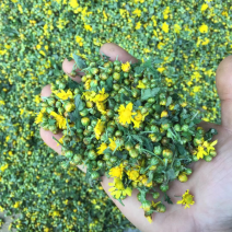 野菊花