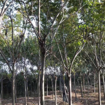 栾树