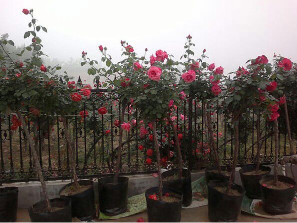 一名园艺工人正在使用喷壶对月季叶片进行叶面施肥,喷雾呈细密水雾状覆盖叶面正反两面,植株位于阳光充足的庭院中,周围土壤湿润但无积水,体现科学施肥场景 月季施肥示意图