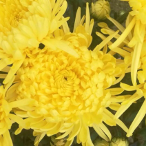 金丝黄菊
