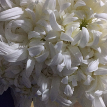 黄菊白菊