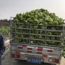儿菜大量上市！品质保证