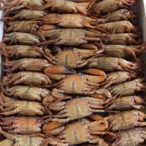 冻黑蟹肉质饱满源自深海，产地发货，质量保证欢迎联系