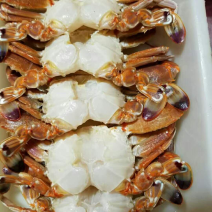扁蟹排冻去壳扁蟹蟹肉饱满鲜嫩香甜