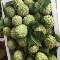 释迦摩尼果