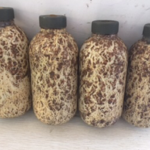 蜜环菌栽培种固体、枝条种大量供应
