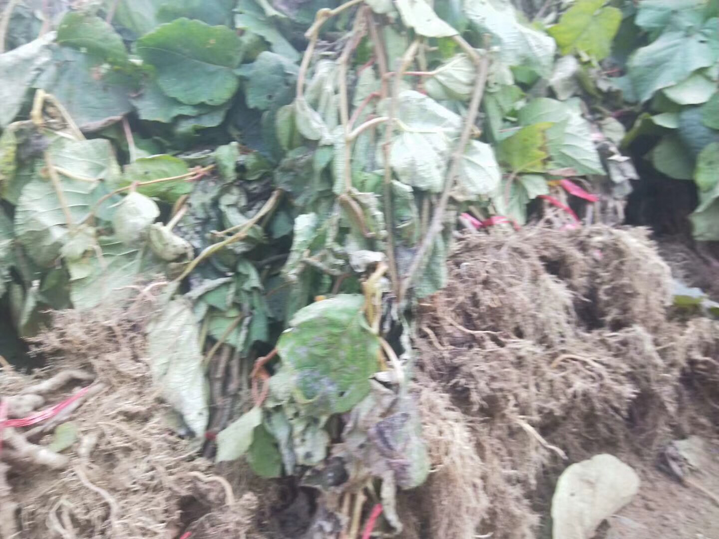 野猕猴桃植株与根部特写