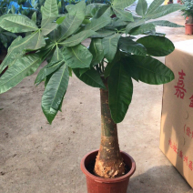 小盆栽，280高杆发财树