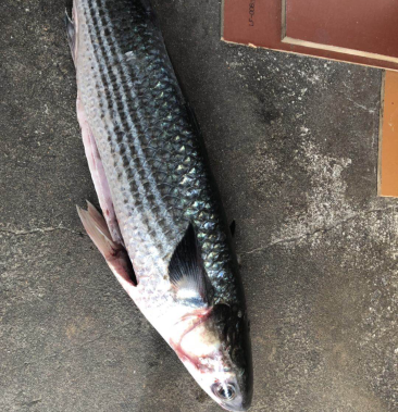 [鲻鱼批发]剖腹的鲻鱼价格3.20元/头 - 一亩田