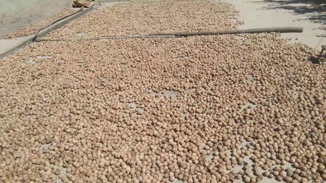 新疆阿克苏核桃林航拍全景