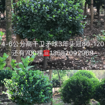 高接卫矛球