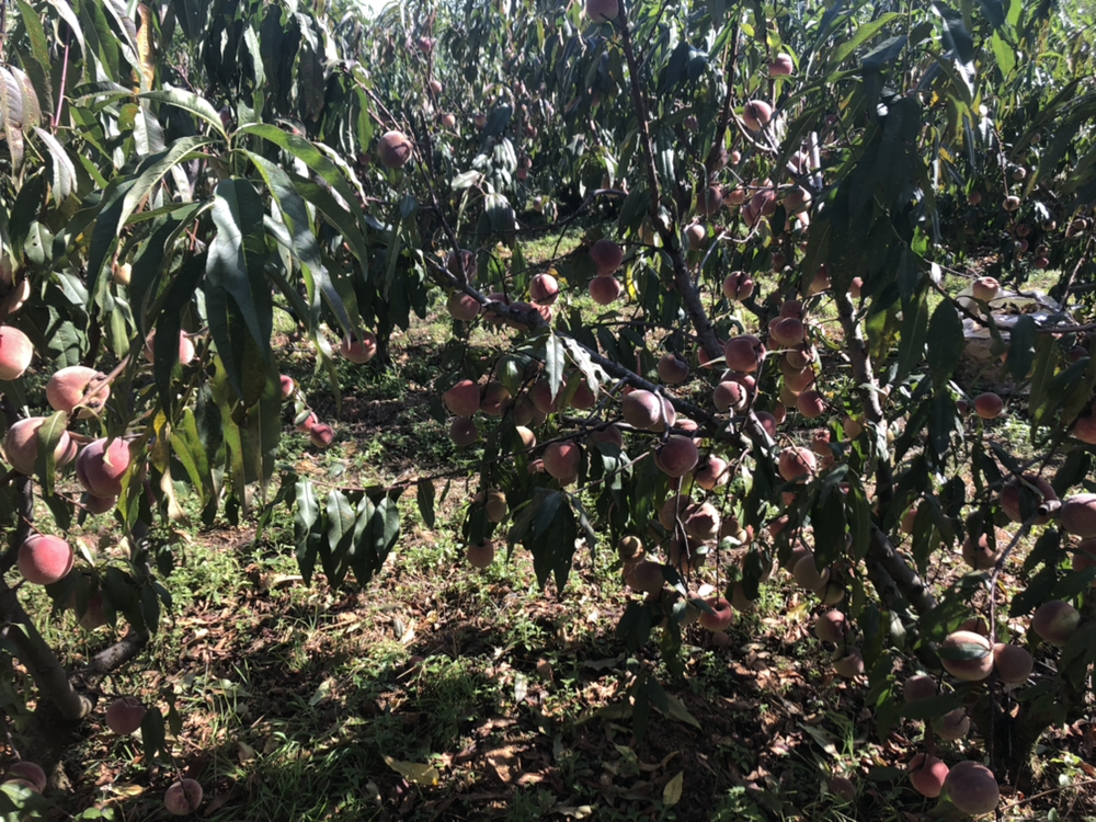 冬桃果园中整齐排列的果树，土壤肥沃，环境适宜