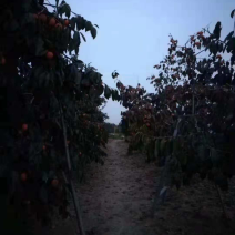 富平曹村柿饼