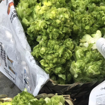 儿菜大量供应