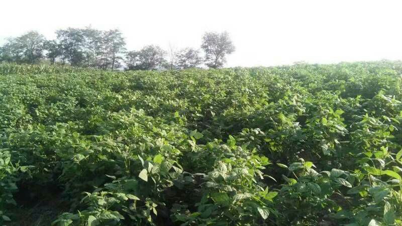 黑农98大豆田间生长实景