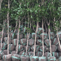 独杆桂花金桂，桂花各种规格，2一15公分都有。金桂花