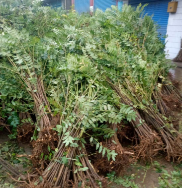 达州市大竹县农丰旺香椿专业合作社出售四川露天香椿树苗