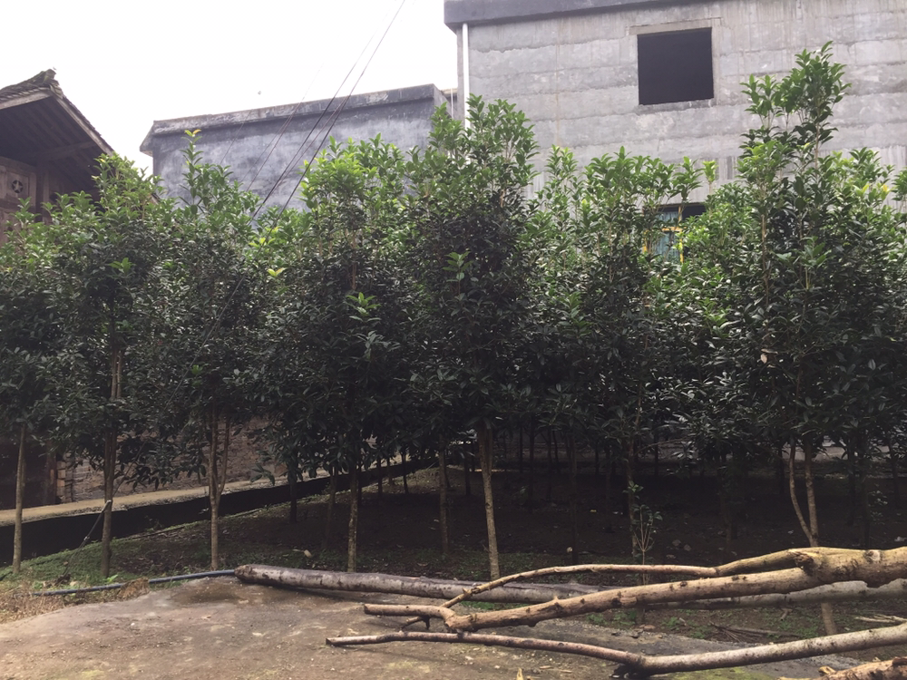 社区自然教育场景摄影:聚焦丹桂主题科普展板细节,包含科学图表(清晰标注‘丹桂开花关键条件:日均温20–25℃+昼夜差>8℃+湿度≥70%’)、书法风格诗词引文(‘人闲桂花落,夜静春山空’)、实物展陈(琥珀色桂花蜜、棕橙色干花颗粒特写),整体构图体现知识性与生活美学融合 丹桂开花科普展板现场:户外社区花园中设置木质信息牌,左侧为丹桂开花物候周期图解(含温度/湿度阈值标注),右侧为古今丹桂诗词摘录手写体,下方陈列玻璃罐装干制丹桂花与桂花蜜样品,背景可见真实丹桂树