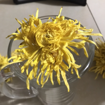 菊花茶